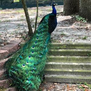 Meet your Posher, Tj